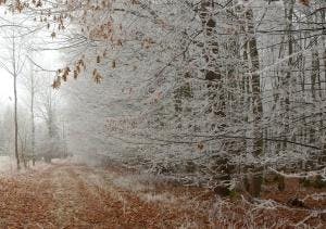 Sprookjesachtige winterlandschapswandeling - 'hoort wie klopt daar?'