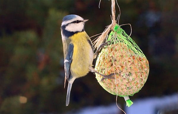 Knutselclub "Interieurkids" - vogelhuisje en vetbollen voor vogels maken